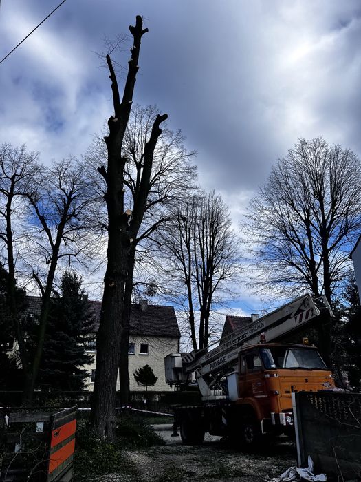 Wycinka Przycinka drzew redukcja korony podnosnik koszowy