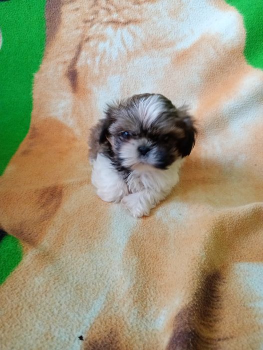 Szczeniaki shih tzu tricolor z rodowodem