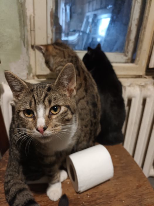 DARMOWE! Oddam 2 szare koty w dobre ręce.