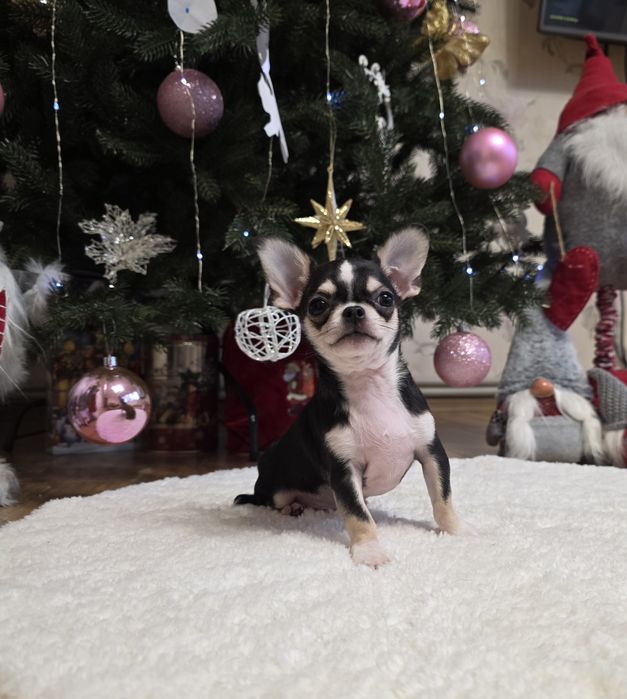 Чарівні міні чихуахуа.