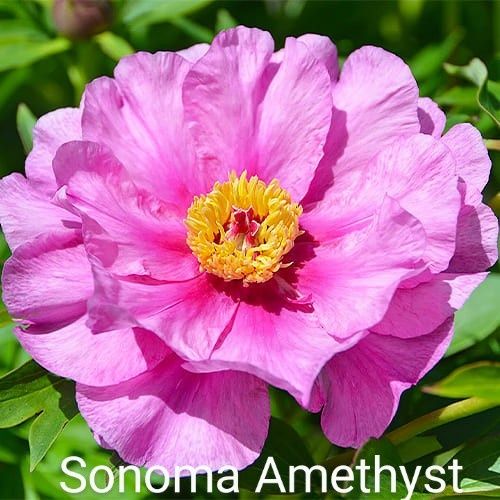 Півонії ІТО.Кореневища