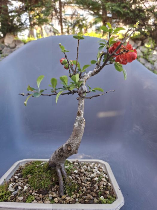 Bonsai Chaenomeles Japonica