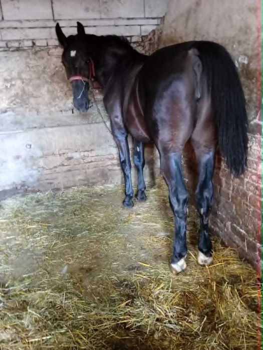 Klacz Kara Princesa
