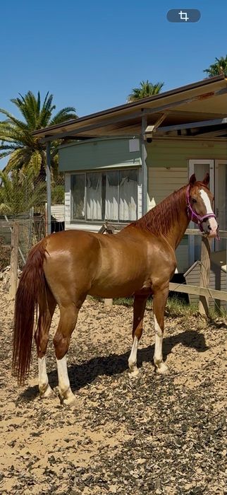 Vende-se cavalo KWPN