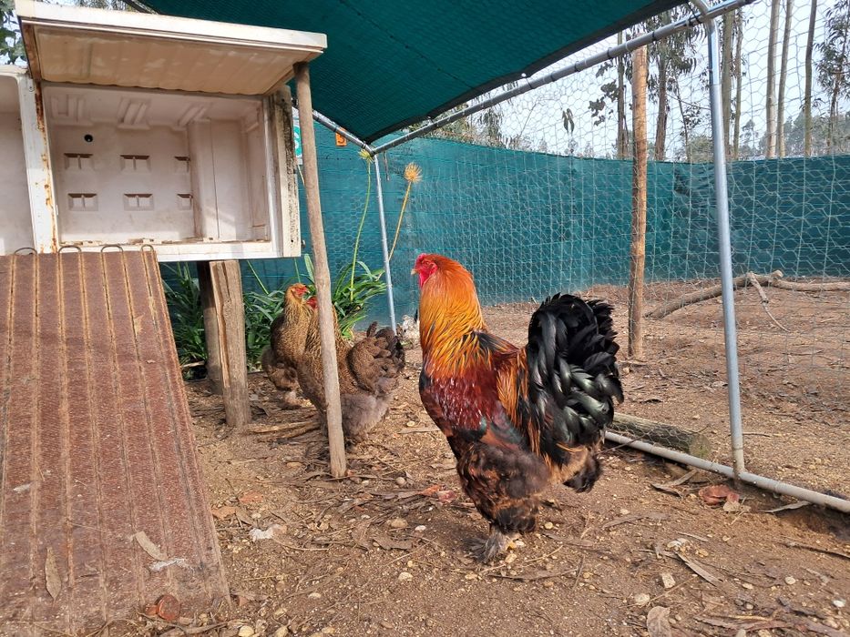 Vendo galos jovens de Brahama Perdiz