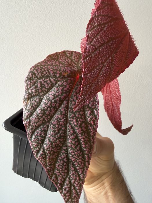 Begonia Maurice Amey
