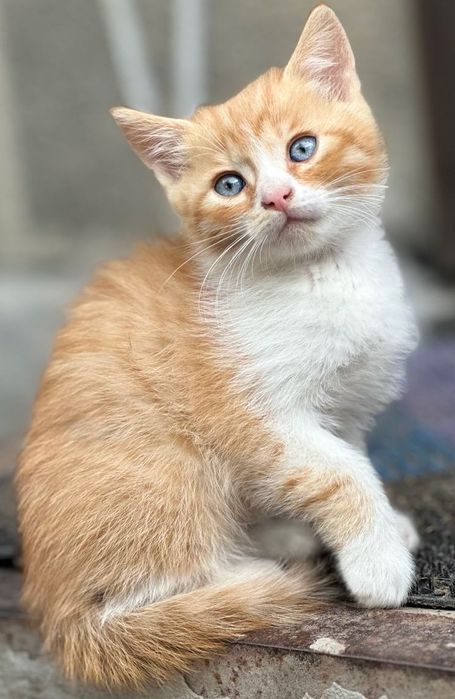 Продам двох котиків