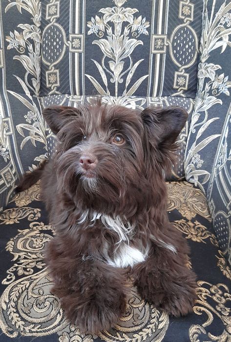 Шоколадный йорк. Девочка. Бивер йорк.