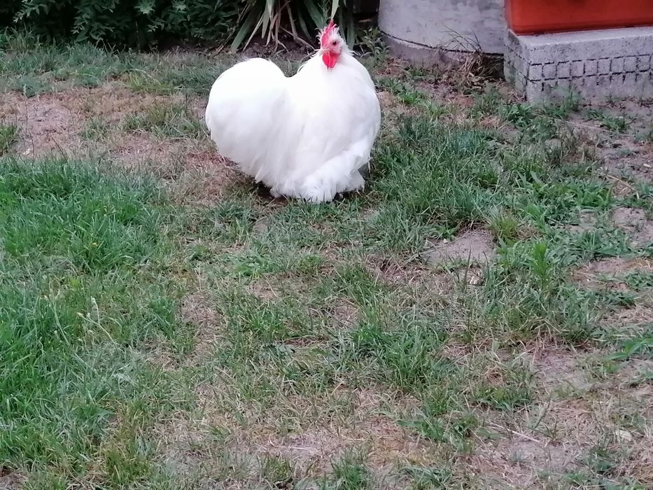 Kogut Karzełek Kochin