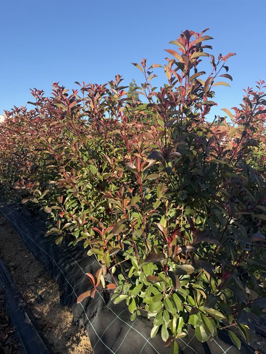 Photinias Red Robin