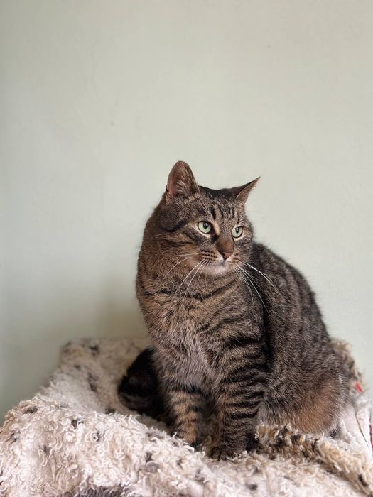 Кішечка Мася у хороші руки