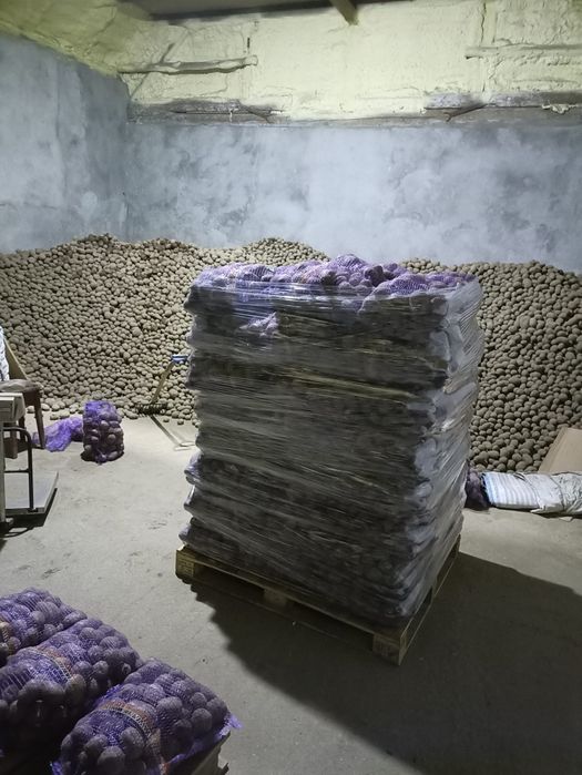 Ziemniaki Eurostarch Bellarosa Bernina