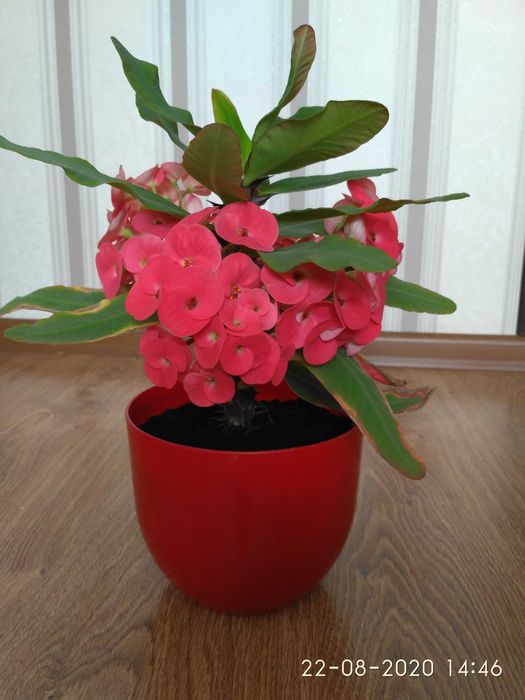 Вазон "Молочай Міля": 250 грн. - Комнатные растения Любешов на Olx