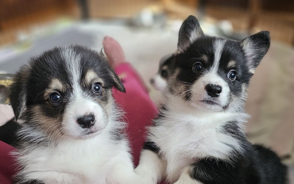 Welsh Corgi Pembroke suczka