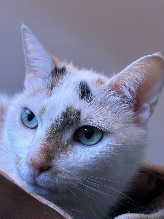 Fibi szuka nowego kochajacego domu