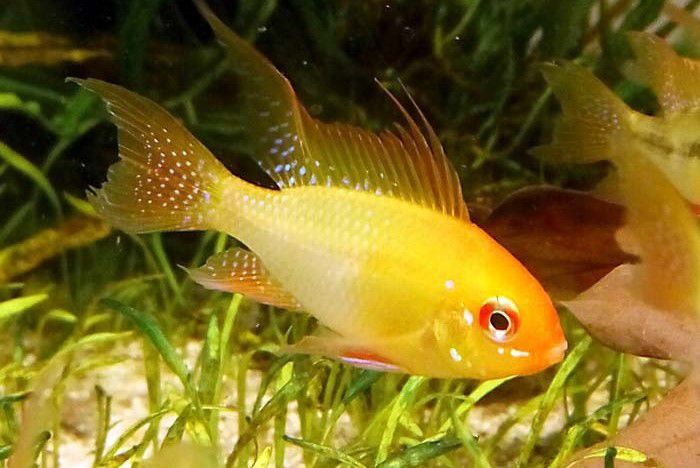 Апістограма голд рибка акваріумна