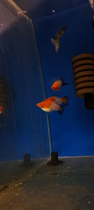 Mieczyki koi wagtail rzadkość 10 szt