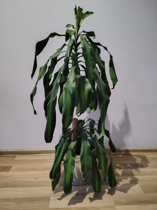 Dracena wonna (Dracena fragrans)