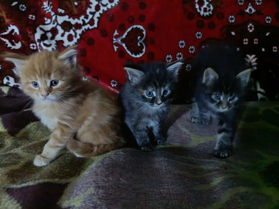 Продаж кошенят породи Мейн-кун