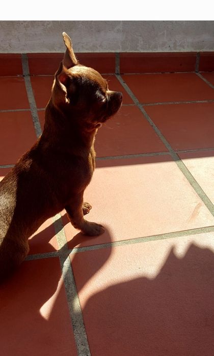 Excelente Chihuahua Macho