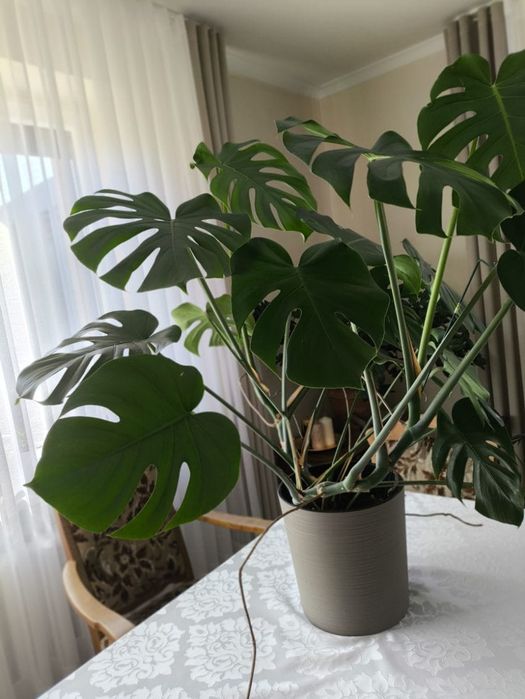Monstera w doniczce