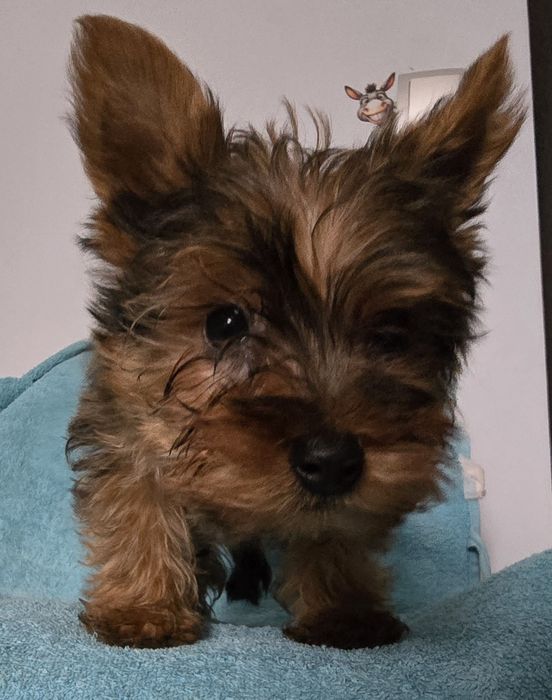 Yorkshire Terrier Ocean Pearl