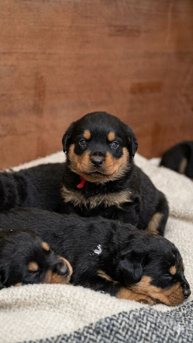 Ротвейлеры щенки