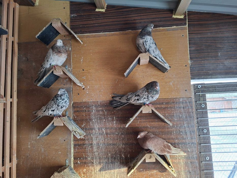 Gołębie mikołajewskie