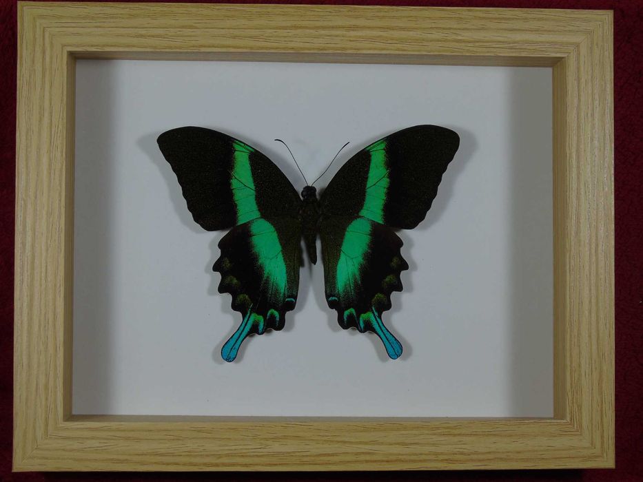 Motyl w ramce 22x17cm . Papilio blumei .