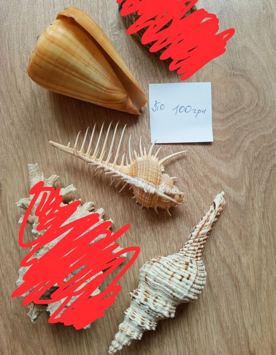 Океанические ракушки