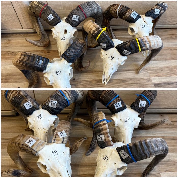 Rogi, trofea, slimy ,barana,muflona ,kozy OKAZJA