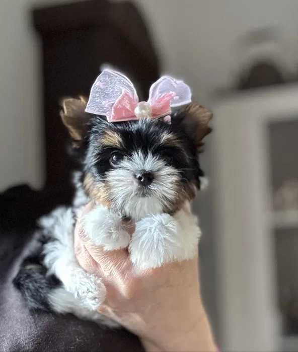 Biewer Terrier femea