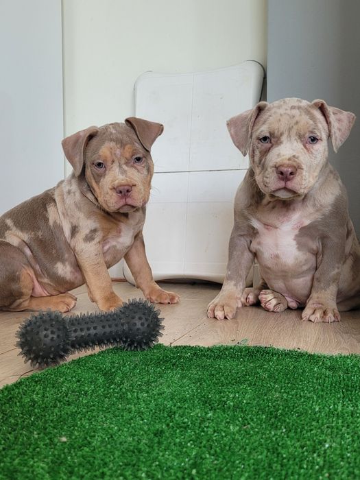 American bully lilacc tri merle
