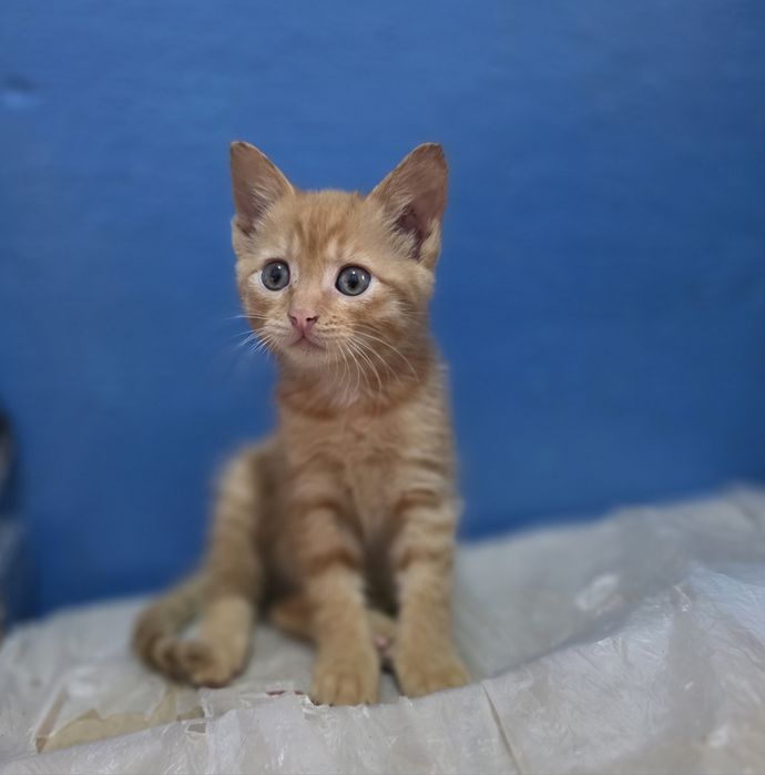 Віддам в хороші руки  котика