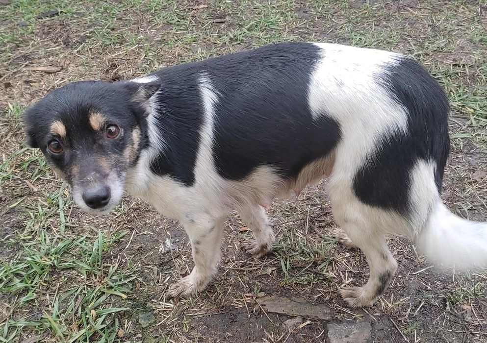 Терміново цуценята шукають дім