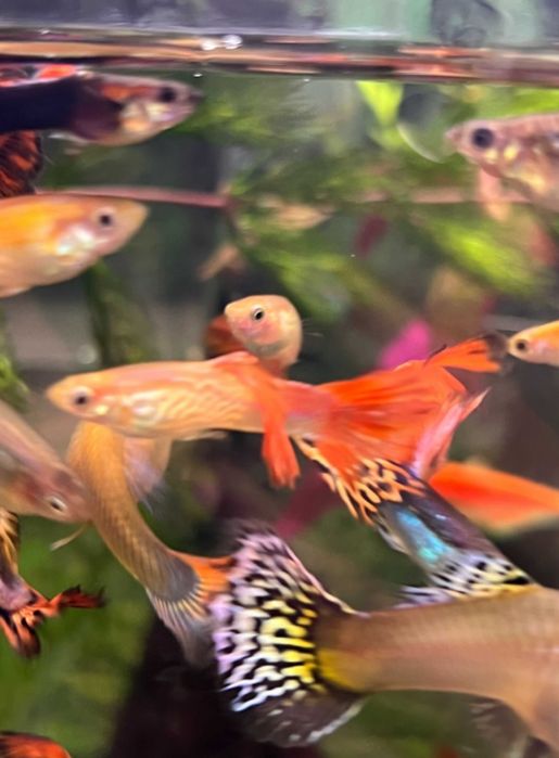 Рибки для акваріума  гуппі