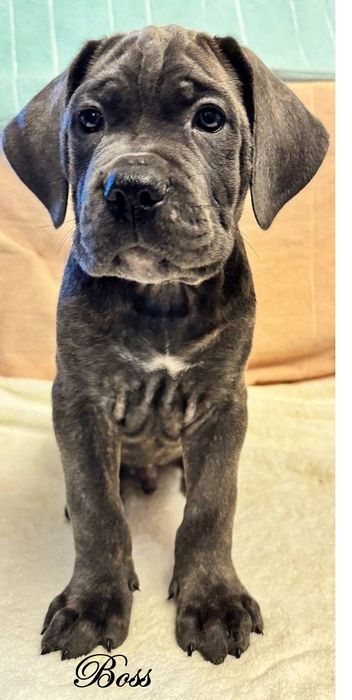 Щенок кане корсо