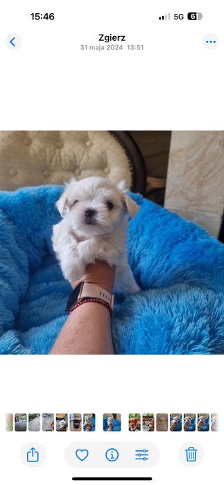 Maltańczyk piesek z rodowodem ZKwP FCI