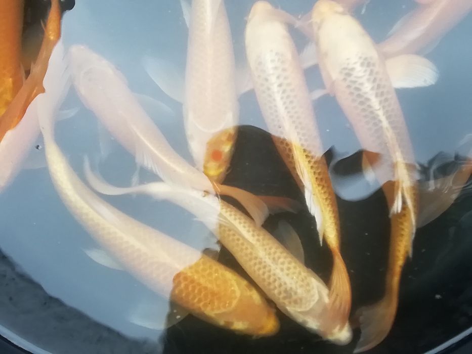Karp koi od 7 do 40 cm