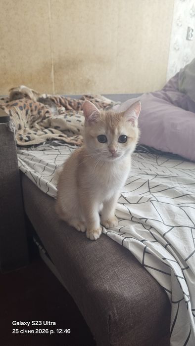 Кошенята Британська Шиншила Золотиста ,лишився котик, окрас світлий