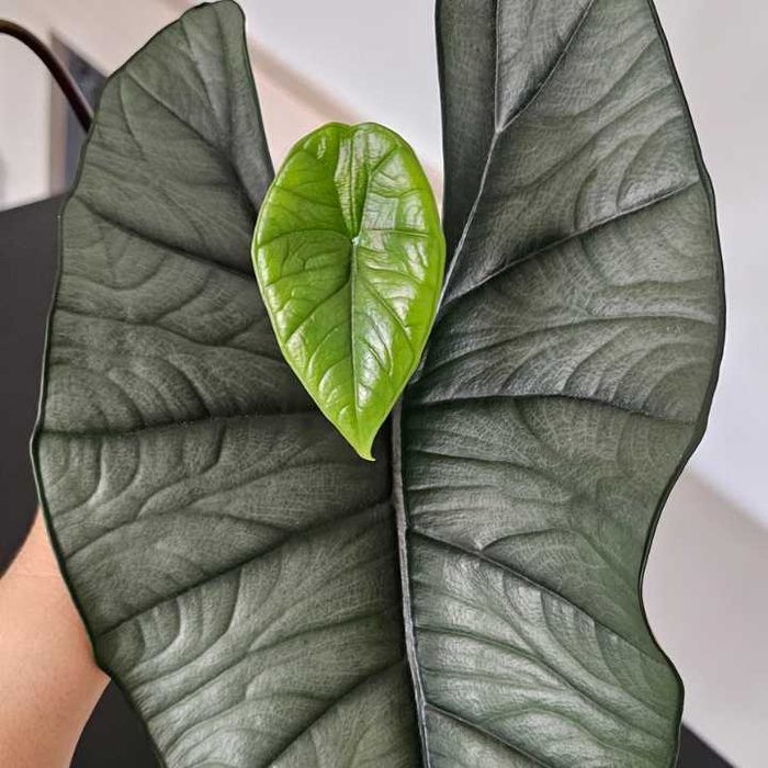 Alocasia Platinum Baby Plant