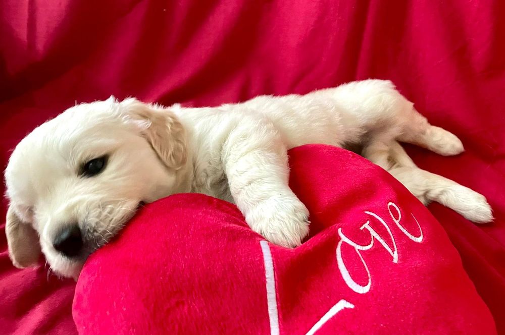 Golden Retriever com LOP criado em ambiente familiar