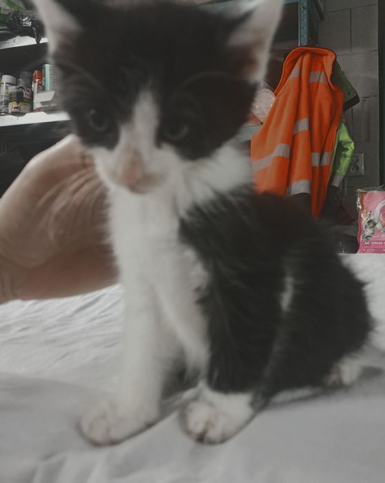 Kotki do adopcji