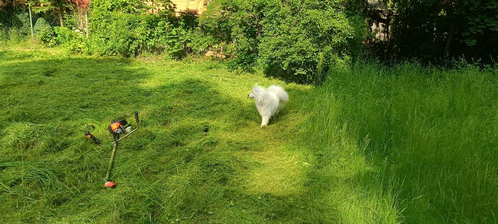 Koszenie trawy. Prace ogrodowe przycinanie , wycinka ,rebak gałęziowy