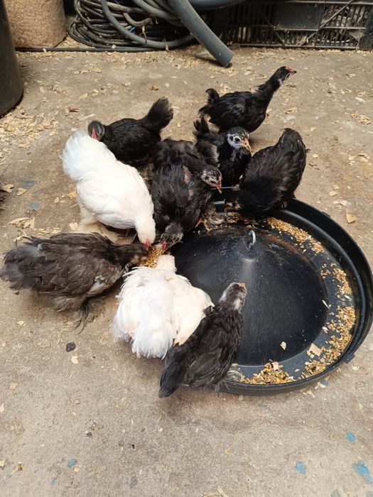 Lote pekins 3 meses