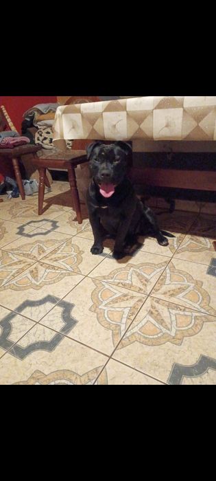 Szczeniaki do oddania