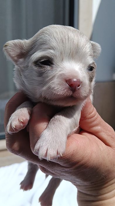 Chihuahua, macho de pêlo comprido arlequim Isabella