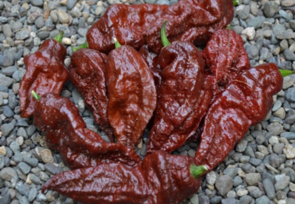 Novas adições: pimentas/ chilli peppers/ "malaguetas"