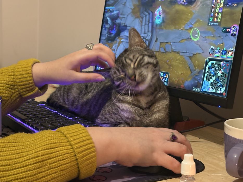 Kotek shiroo - do adopcji