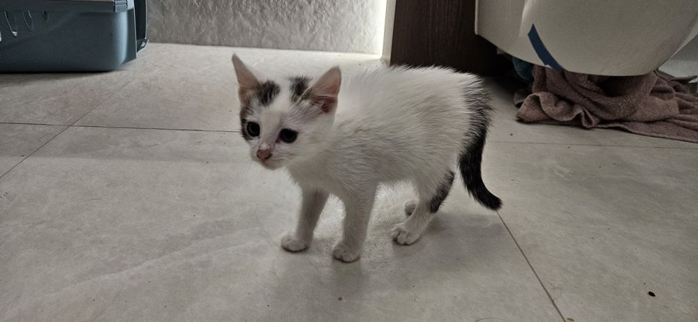 Odratowane kocurki